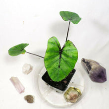 Load image into Gallery viewer, Colocasia Pharoah's Mask 4" . no shiping: ca,az,la,tx