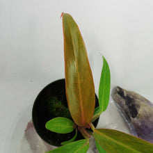 Load image into Gallery viewer, Philodendron Orange Marmalade, Small, no shipping: ca,az,tx,la