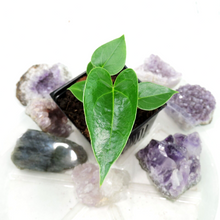 Load image into Gallery viewer, Anthurium Decipiens, Small Plant. no shipping: ca,az,tx,la