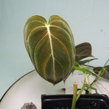 Load image into Gallery viewer, Philodendron Melanochrysum. small plant