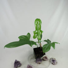 Load image into Gallery viewer, Philodendron Bipennifolium Horse's Head, medium plant