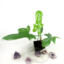 Load image into Gallery viewer, Philodendron Bipennifolium Horse's Head, medium plant