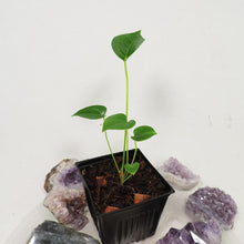 Load image into Gallery viewer, Anthurium Decipiens, Small Plant. no shipping: ca,az,tx,la