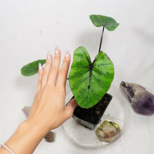 Load image into Gallery viewer, Colocasia Pharoah's Mask 4" . no shiping: ca,az,la,tx