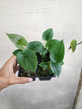 Load image into Gallery viewer, Anthurium Brownii, well rooted small plant. no shipping: ca,az,tx,la