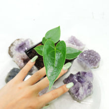 Load image into Gallery viewer, Anthurium Decipiens, Small Plant. no shipping: ca,az,tx,la