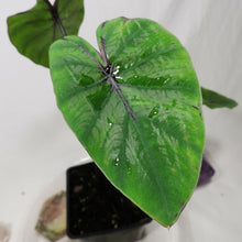 Load image into Gallery viewer, Colocasia Pharoah's Mask 4" . no shiping: ca,az,la,tx