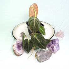 Load image into Gallery viewer, Philodendron Melanochrysum. small plant