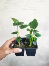 Load image into Gallery viewer, Anthurium Brownii, well rooted small plant. no shipping: ca,az,tx,la