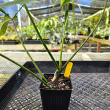 Load image into Gallery viewer, Philodendron Longilobatum Lelano Miyano, Exact Plant Ships Nationwide
