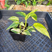 Load image into Gallery viewer, Epipremnum Pinnatum Sunburst, Exact Plant Variegated Ships Nationwide
