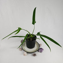 Load image into Gallery viewer, Philodendron Holtonianum, Exact Plant
