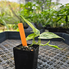 Load image into Gallery viewer, Philodendron Hederaceum, Heart Leaf, Exact Plant Variegated Ships Nationwide
