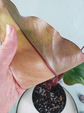 Load image into Gallery viewer, Strawberry Shake, Exact Plant, variegated Philodendron
