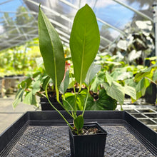 Load image into Gallery viewer, Anthurium Sherzerianum &quot;Pig Tail&quot;, Exact Plant Speckled Ships Nationwide
