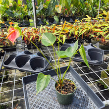 Load image into Gallery viewer, Anthurium Speckled Butterfly Shibori AFF, Exact Plant Variegated Ship Nationwide
