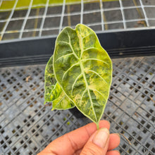 Load image into Gallery viewer, Alocasia Watsoniana Albo Pink variegated exact plant, Fedex 2day*
