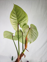 Load image into Gallery viewer, Sodiroi, Exact Plant, Philodendron

