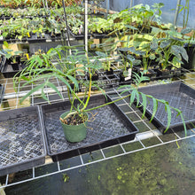 Load image into Gallery viewer, Philodendron Polypodoides exact plant, Fedex 2day*

