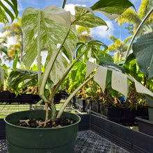Load image into Gallery viewer, Monstera Borsigiana Albo Deliciosa, Exact Plant Variegated Ships Nationwide
