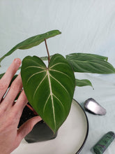 Load image into Gallery viewer, Gloriosum Dark Form, Exact Plant, double, Philodendron
