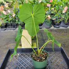 Load image into Gallery viewer, Anthurium Angamarcanum , Exact Plant Ships Nationwide
