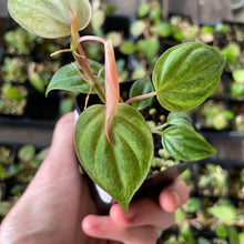 Load image into Gallery viewer, Philodendron Micans Mint Pink Variegated, 2.5” pot, Fedex 2 day*
