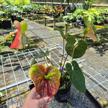 Load image into Gallery viewer, Anthurium Anuenue Obake bicolor, pink/ green, Exact Plant
