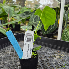 Load image into Gallery viewer, Anthurium Warocqueanum x noid, Exact Plant Ships Nationwide
