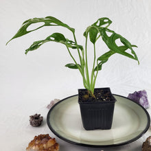 Load image into Gallery viewer, Monstera Adansonii Mint &quot;Indonesia&quot; Variegated 4&quot; pot, Fedex 2 day*

