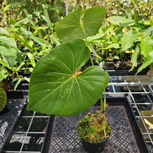 Load image into Gallery viewer, Anthurium Faustomirandae, Faustino&#39;S Giant, Exact Plant Ships Nationwide
