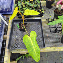 Load image into Gallery viewer, Philodendron Goldiana, Exact Plant Ships Nationwide
