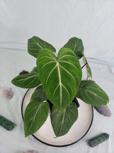 Load image into Gallery viewer, Gloriosum Dark Form, Exact Plant, double, Philodendron

