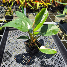 Load image into Gallery viewer, Philodendron White Princess Variegated exact plant, Fedex 2day*
