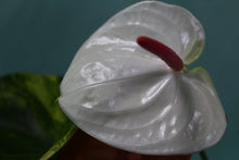 Load image into Gallery viewer, Variegated Anthurium Andraeanum White Heart Exact Plant Ships nationwide
