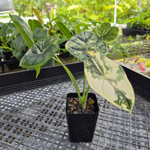 Load image into Gallery viewer, Alocasia dragon scale albo Exact Plant Ships Nationwide

