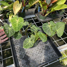 Load image into Gallery viewer, Philodendron Verrucosum Melon exact plant, Fedex 2day
