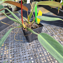 Load image into Gallery viewer, Philodendron Bicolor,Double plant. Exact Plant Ships Nationwide
