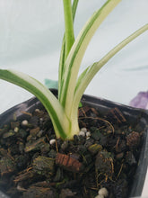 Load image into Gallery viewer, Alocasia Odora, Okinawa Silver, Exact Plant Variegated
