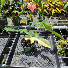 Load image into Gallery viewer, Philodendron Green Golden Dragon Variegated exact plant, Fedex 2day*
