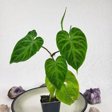 Load image into Gallery viewer, Philodendron Verrucosum, Exact Plant Ships Nationwide
