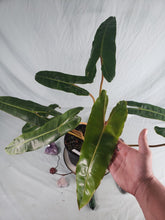 Load image into Gallery viewer, Billietiae Large, Exact Plant, Philodendron
