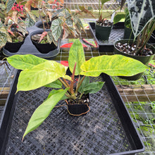 Load image into Gallery viewer, Philodendron Jungle Fever Mint, Exact Plant Variegated Ships Nationwide

