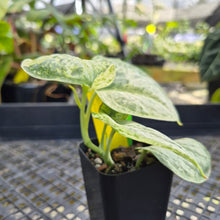 Load image into Gallery viewer, Scindapsus Peasun, Exact Plant Variegated Ships Nationwide
