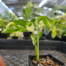 Load image into Gallery viewer, Monstera Adansonii Albo Tricolor, Exact Plant Variegated Ships Nationwide
