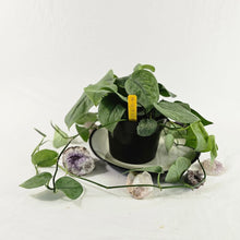 Load image into Gallery viewer, Scindapsus Silver Hero, Exact Plant multi pot of 9 Ships Nationwide
