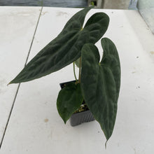 Load image into Gallery viewer, Anthurium (Ace of Spades DF x Kunayalense) x Pap FS, Exact Plant Ships Nationwide
