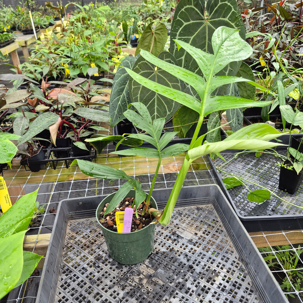 Rhaphidophora Decursiva, Exact Plant Ships Nationwide