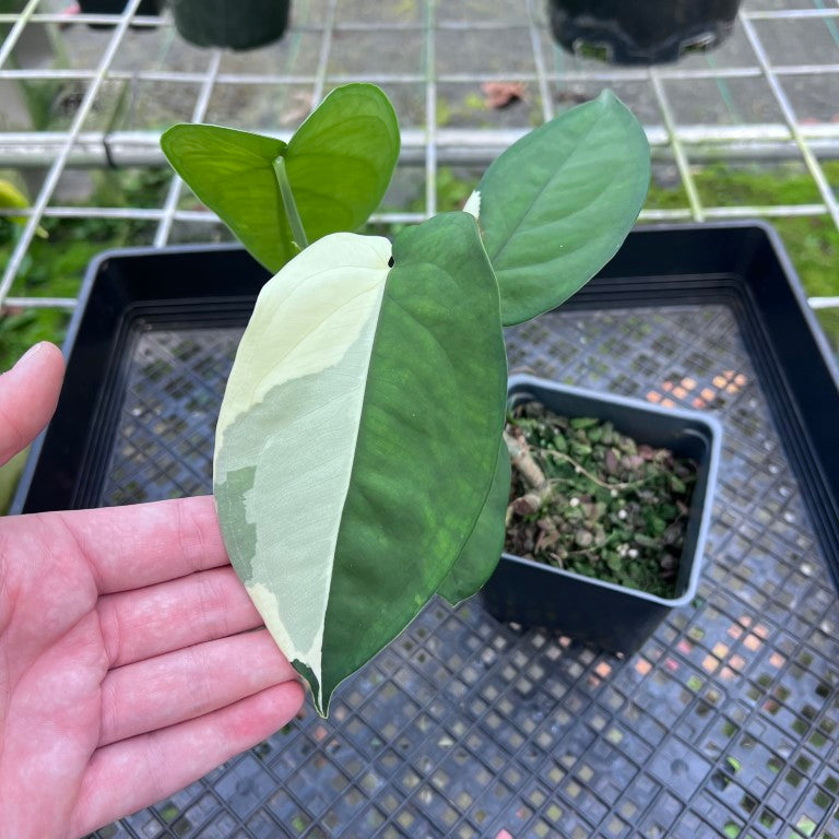 Syngonium Chiapense, Exact Plant Variegated