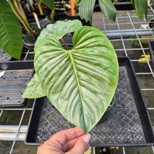 Load image into Gallery viewer, Philodendron Sodiroi True Form exact plant, Fedex 2day*
